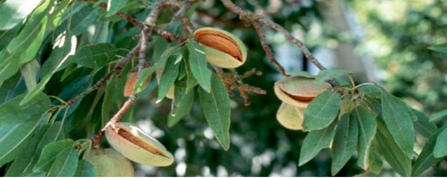 Curiosidades das Amêndoas